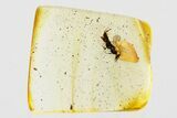 Detailed Fossil Wasp (Torymidae) in Baltic Amber #367431-1